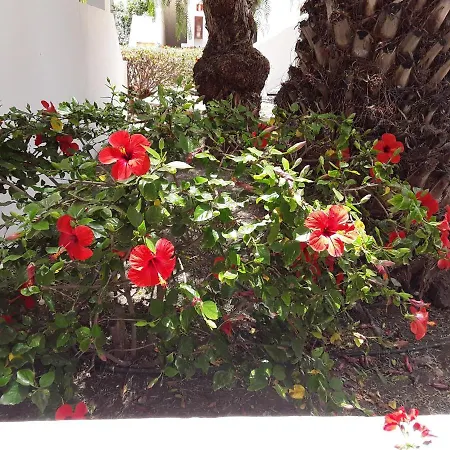 Le Farniente * Costa Teguise